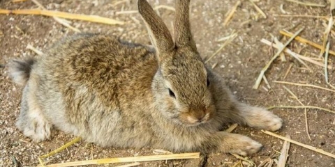 Hemoragijska bolest kunića